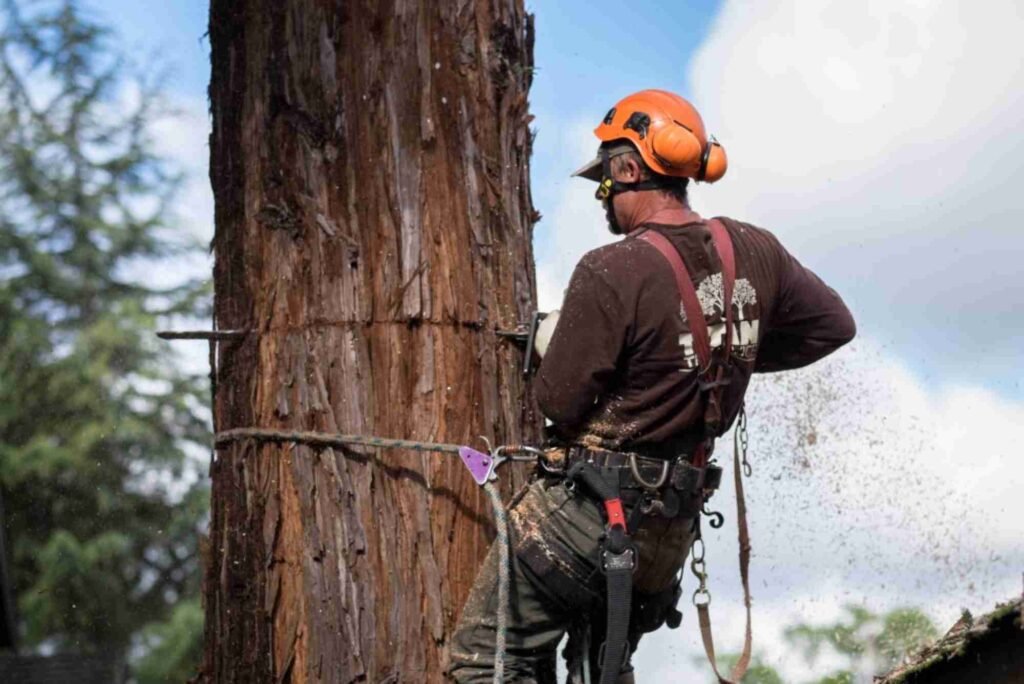 Tree Service in La Grange, IL